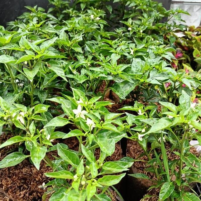 bibit tanaman pohon cengek, gojek/grab only, bibit cengek domba BARANG SUPER