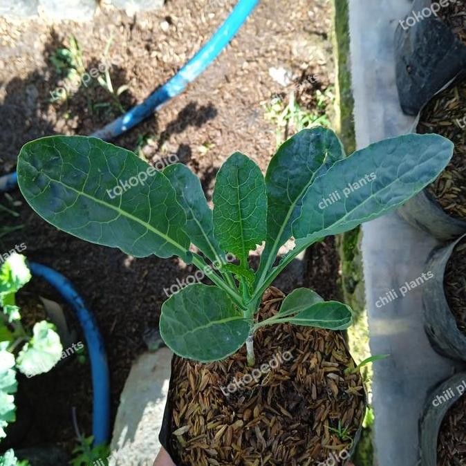bibit tanaman kale nero lacinato ISTIMEWA