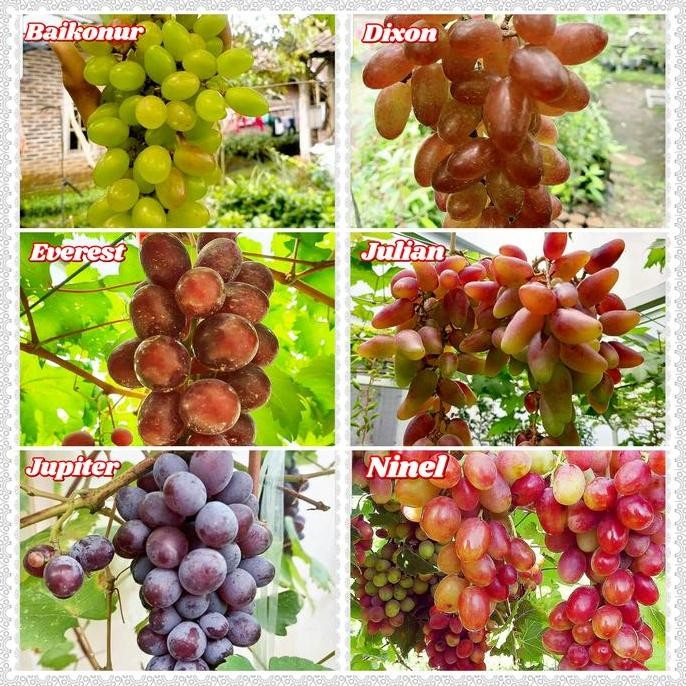 paket 6 bibit anggur import - bibit anggur unggul - bibit buah anggur PREMIUM