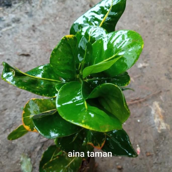 POHON PURING JENGKOL-bibit tanaman puring jengkol BARANG SUPER