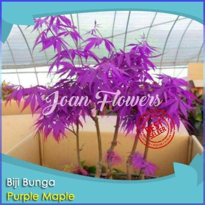 Bibit Tanaman Bunga Bai Maple Ungu Pule Maple Bibit Tanaman terbaru