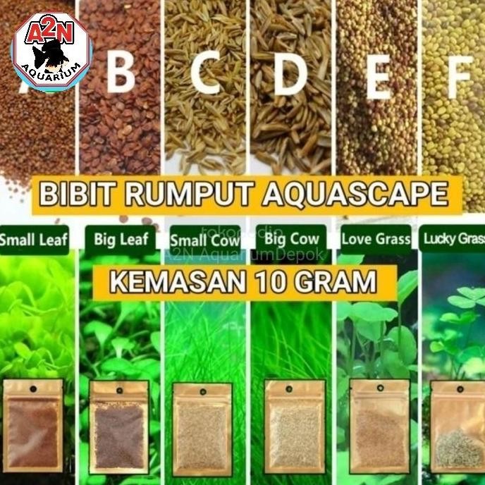 Bibit Rumput Tanaman Aquascape Kaet Hias Caet Seed Aquarium terbaru