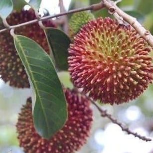 Bibit Tanaman Pohon Rambutan Rapiah Bibit Rambutan Okulasi Cipelat BARANG SUPER