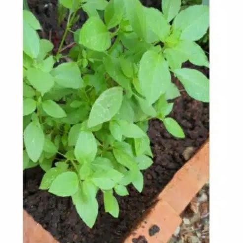 tanaman kemangi,bibit dn kemangi BARANG SUPER