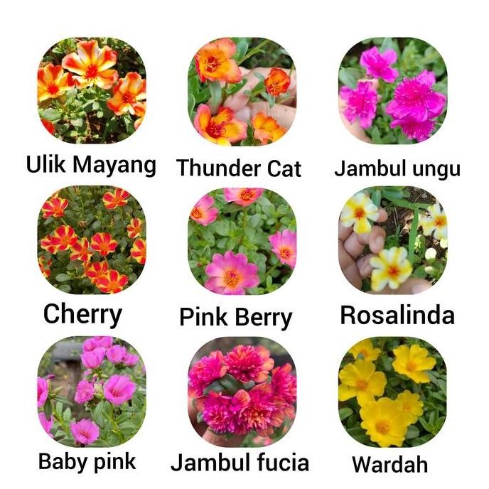 paket bibit tanaman/bunga krokot Duna mix rna BARANG SUPER