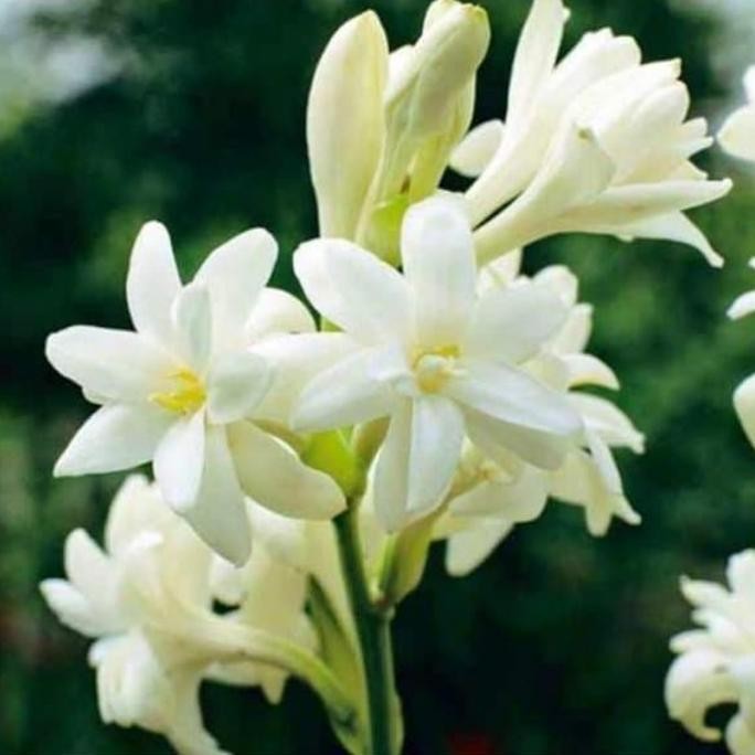 Bibit Tanaman Bunga Sedap Malam - Petani dan BARANG SUPER