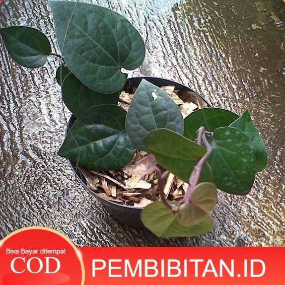 Bibit Tanaman Sirih Hitam BARANG SUPER