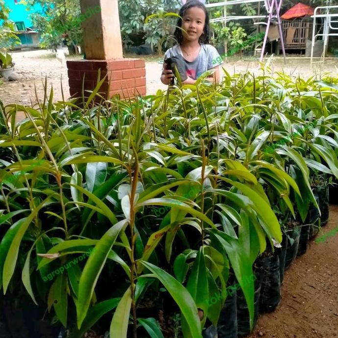 Bibit Tanaman Kayu Hitam Eboni / Black Ebony - Super terbaru