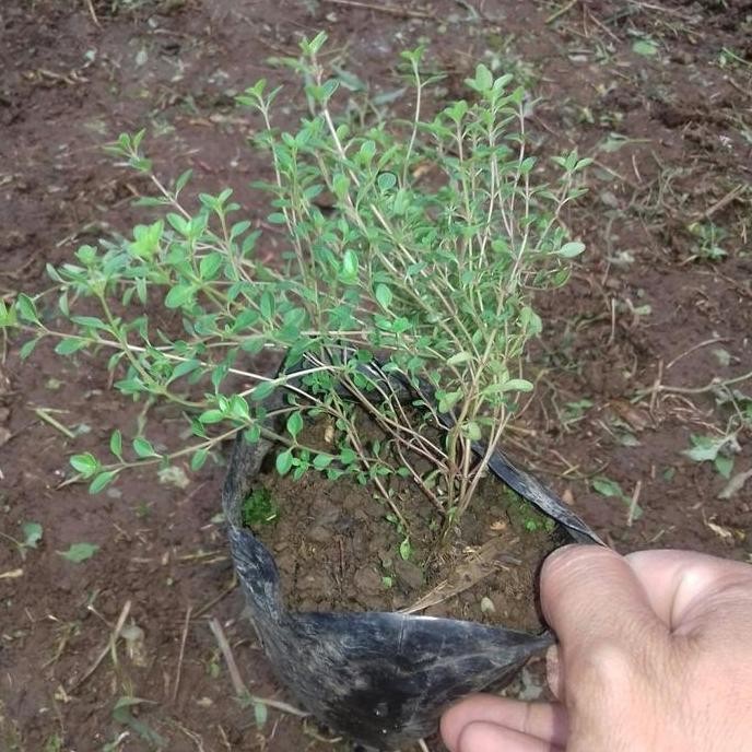 bibit tanaman thyme - thyme Bumbu Masakan Dapur terbaru