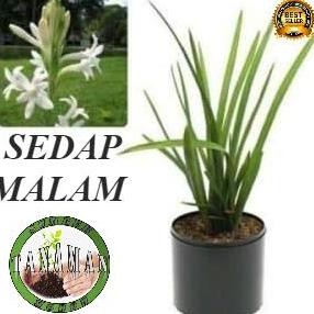 BIBIT POHON TANAMAN BUNGA SEDAP MALAM BARANG SUPER