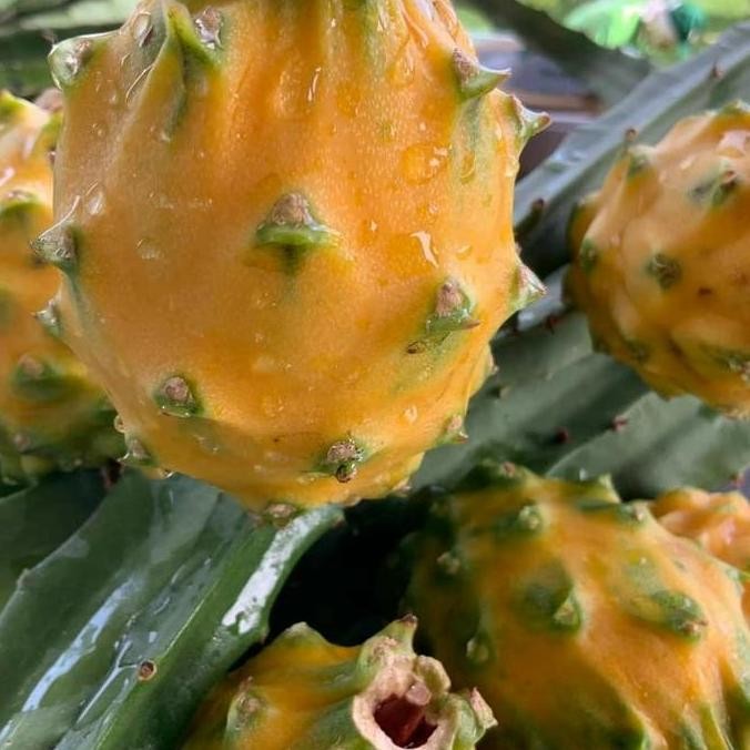 Bibit buah naga kuning palora ekuador fresh stek PREMIUM