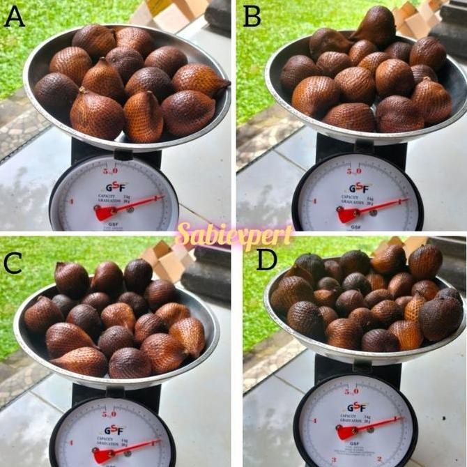 

Diskon! Salak Bali Asli Size Besar 1Kg - Buah Segar Manis Asam