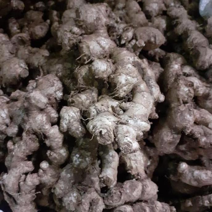 

Diskon! Jahe Sunti / Jahe Emprit Kering 1Kg Herbal Tradisional