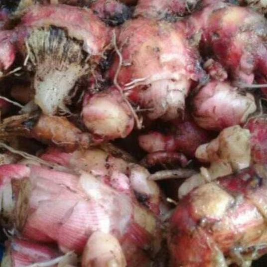 

Diskon! Jahe Merah 1 Kg - Bubuk Jahe Merah Premium