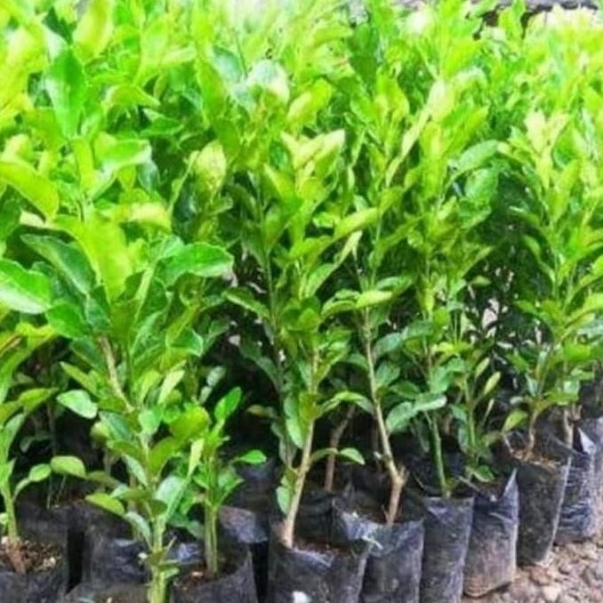 Bibit Pohon Jeruk Purut - Pohon Buah Jeruk Purut PREMIUM