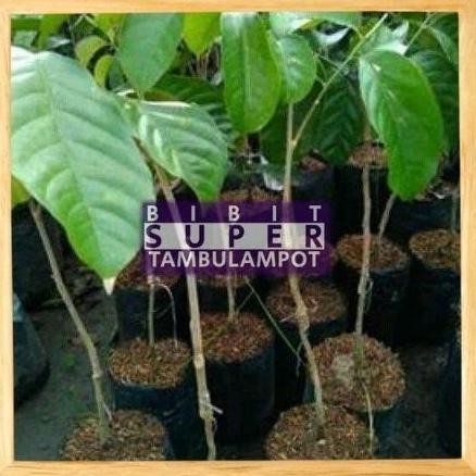 TEERCAYAA Bibit Tanaman Buah Duku Palembang Okulasi Stek Cangkok PREMIUM