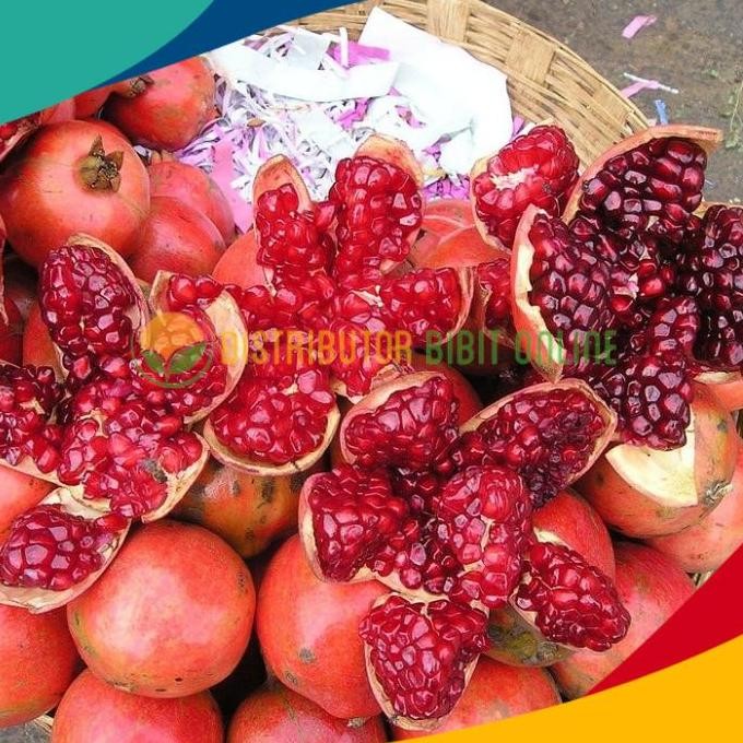 Bibit buah delima merah biji lunak red ruby pomegranate spanyol PREMIUM