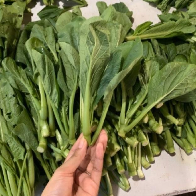 

Caisim organik 500gr aSt