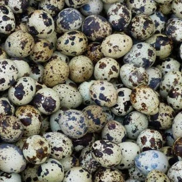 

Telur Burung Puyuh Segar Murah Besar 50 butir aSt