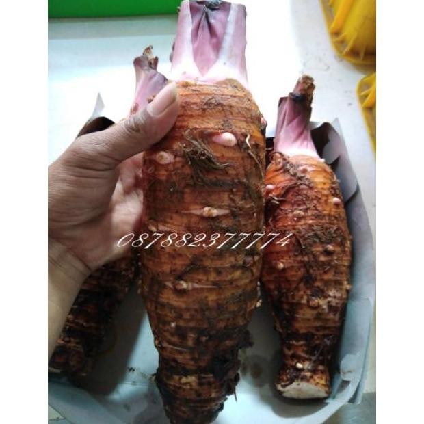 

Talas pontianak pulen 1kg aSt