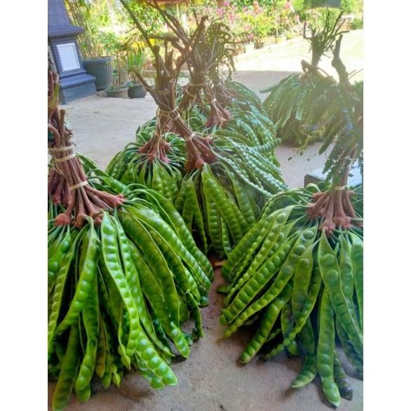 

PETE SEGAR FRESS BELI 10 GRATIS 3 aSt