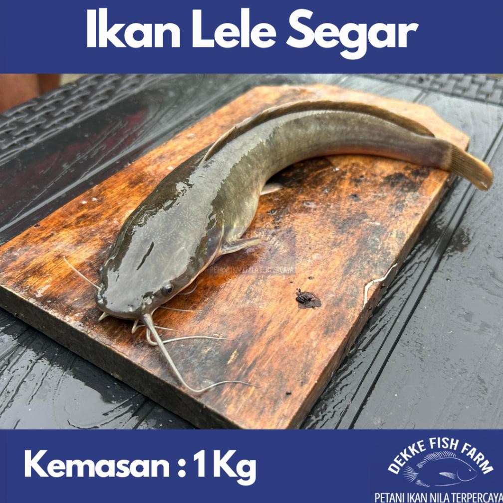 

Ikan Lele Segar / Fresh Catfish 1 Kg ( Gratis Dibersihkan ) aSt
