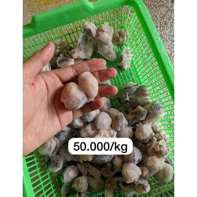 

Leher / Mata Gurita Matang (Cooked) aSt