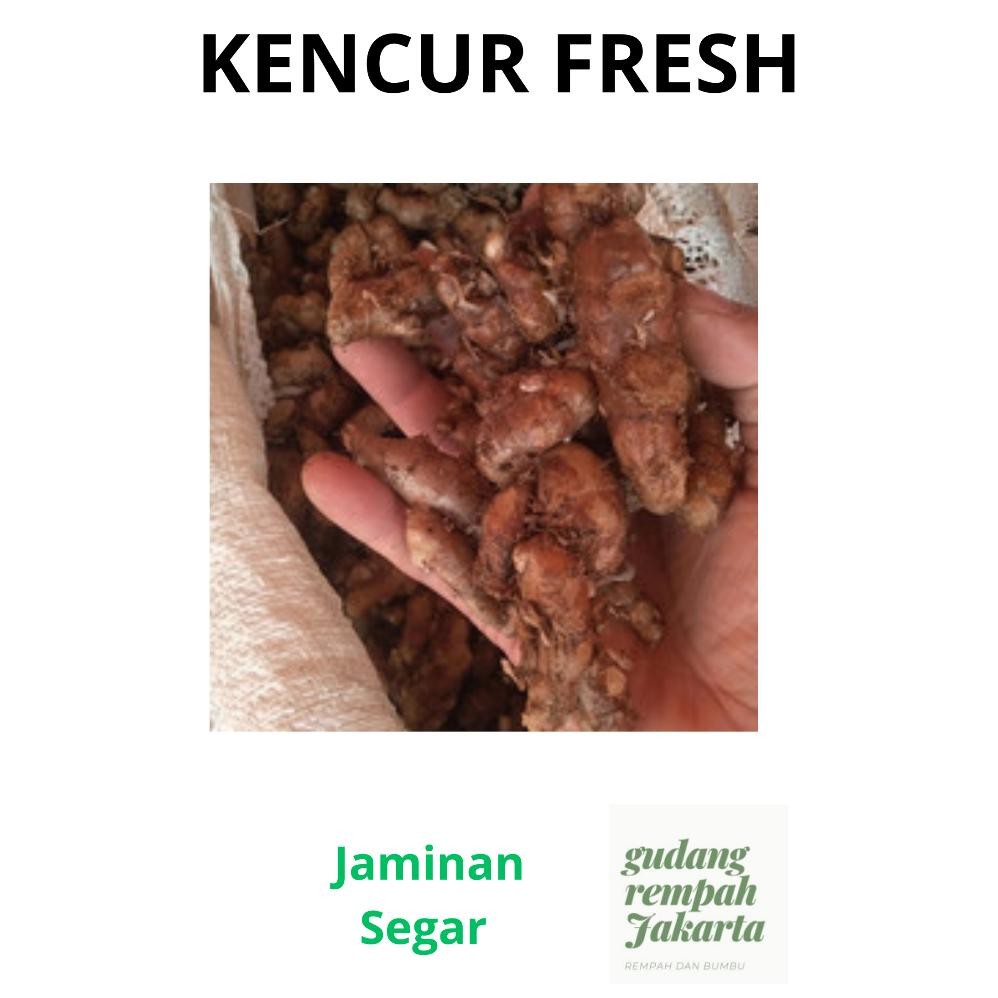 

Kencur Segar Daging Putih 1 Kg Premium Rasa Kuat aSt