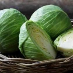 

Benih Bibit Sayur Kol Kubis Hijau Bisa Ditanam Di Pot Isi 50 Biji