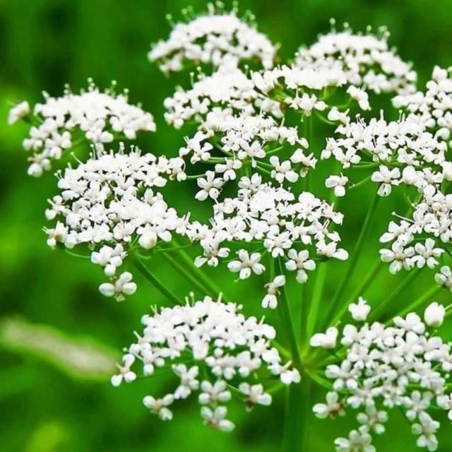 Biji Benih Bibit Herbal Bunga Anise / Adas Manis Aromatik