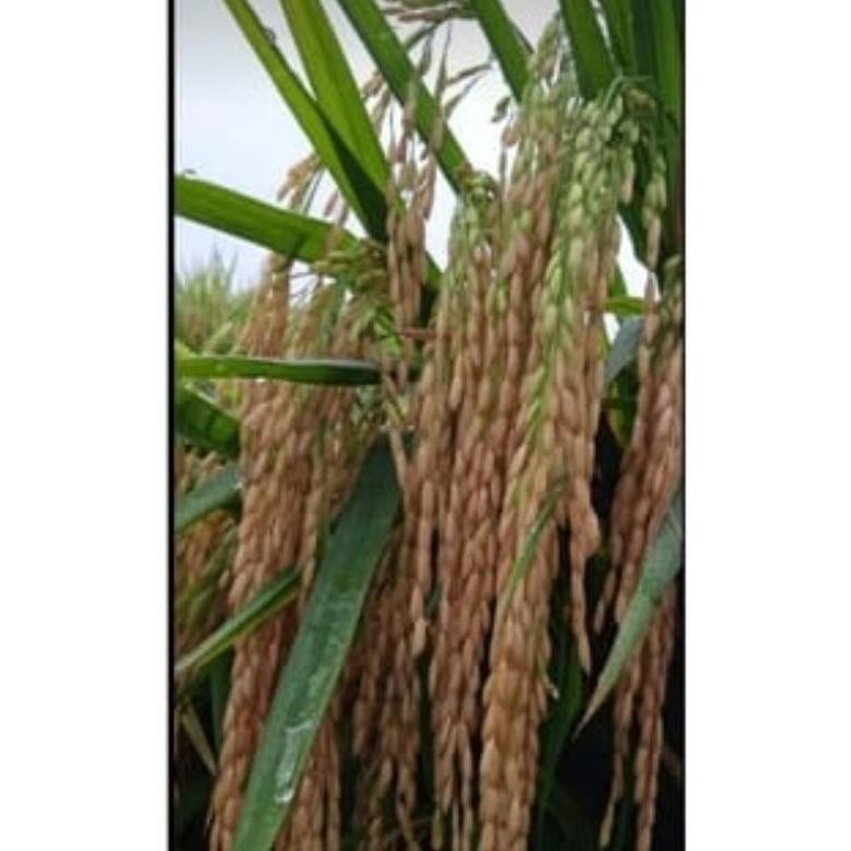 Jw_12 Benih Bibit Padi Trisultan Tri Sultan Unggul Kemasan 5Kg Ir-38