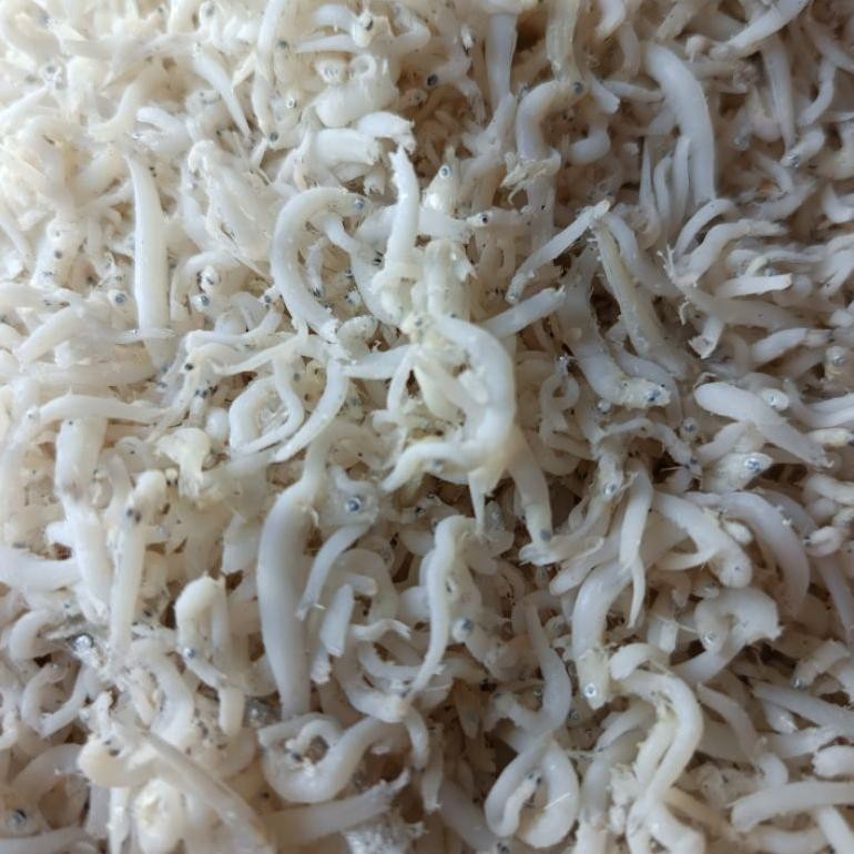 

Ds_12 Teri Medan Super | Ikan Teri Medan Vf-52