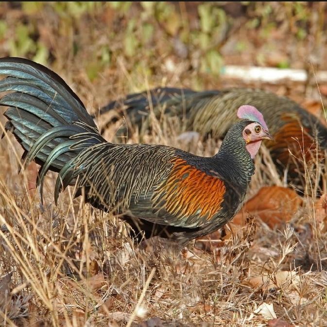 

ATS PROMO!! TELUR TETAS AYAM HUTAN X JAWA / BEKISAR