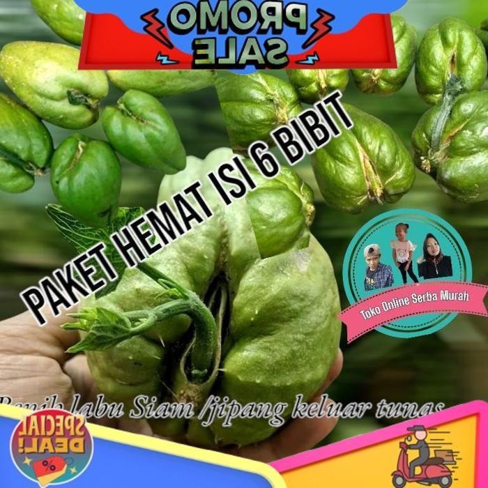 

Smile Today Paket Hemat Isi 6 Bibit Labu Siam Keluar Tunas