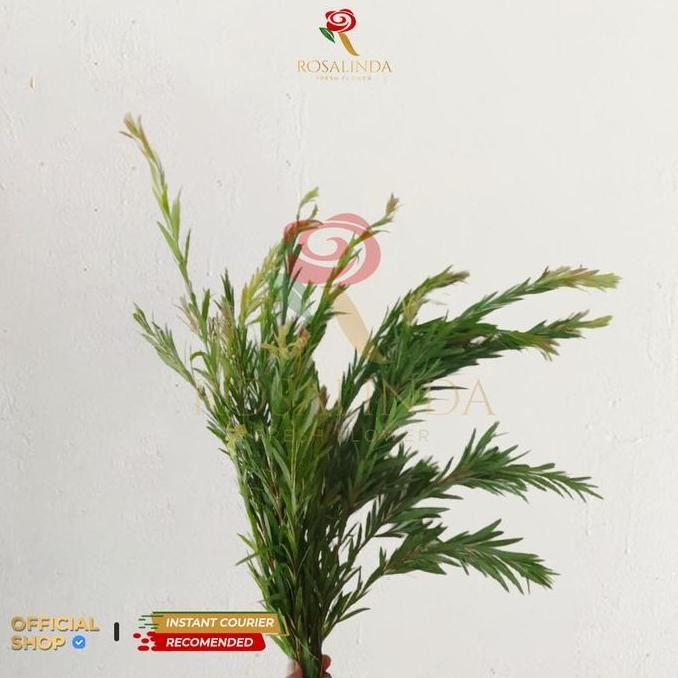 Daun Kayu Putih / Daun Potong Segar / Daun Dekorasi