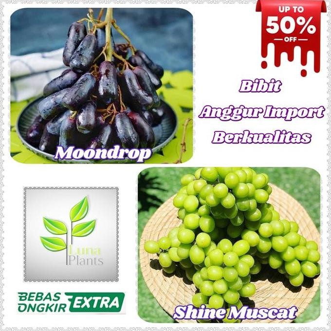 bibit anggur import - bibit buah anggur import PREMIUM