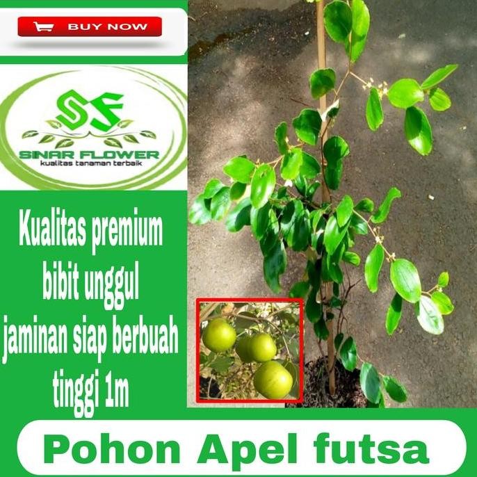 PREMIUM bibit apel putsa india/pohon buah apel/ pohon apel futsa impor