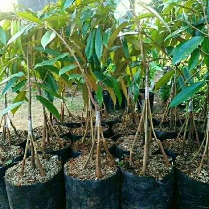 Bibit tanaman buah durian musang king kaki 5 PREMIUM