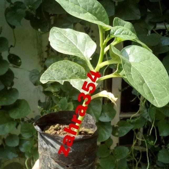 PREMIUM BIBIT BUAH ANGKUNG // TANAMAN ANGKUNG // TANAMAN HERBAL /