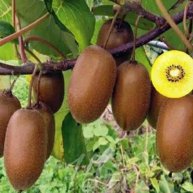 Bibit Tanaman Buah Kiwi Golden Ber Siap Tanam Cepat Berbuah PREMIUM