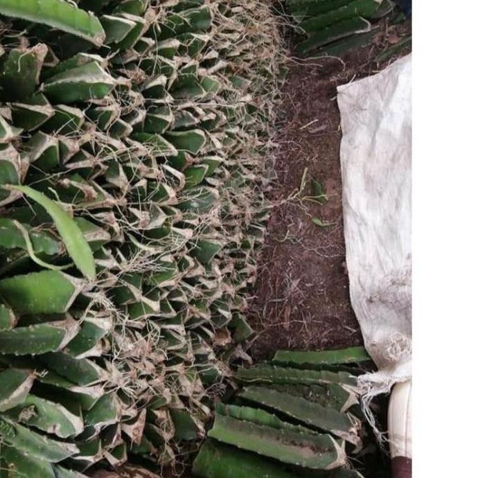 bibit stek buah naga kuning super/bibit stek buah naga kuning PREMIUM