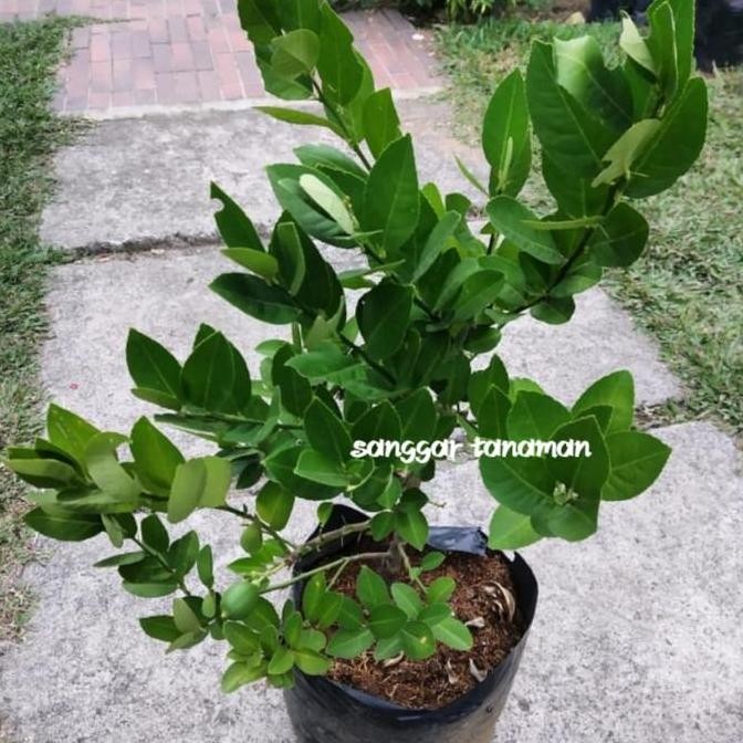 PREMIUM bibit buah jeruk lemon / tanaman buah jeruk lemon