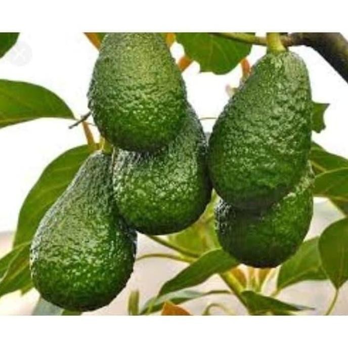 PREMIUM Bibit Buah Alpukat Yamagata Tanaman Alpukat Yamagata
