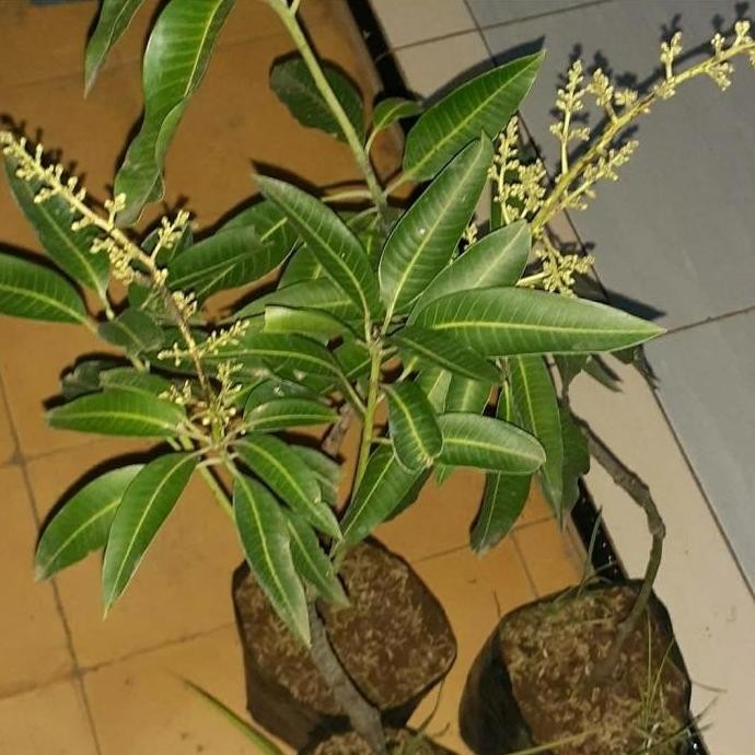 Bibit Pohon Mangga Kondisi Berbunga-Bibit Tanaman Buah Mangga Bunga PREMIUM