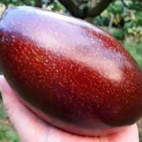 PREMIUM BIBIT ALPUKAT RED VIETNAM OKULASI ASLI, BIBIT BUAH ALPUKAT RED VIETNAM