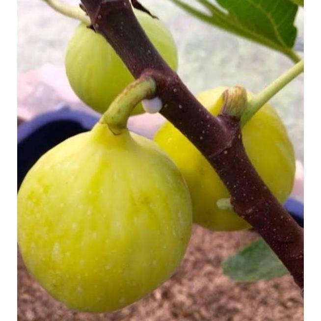 bibit buah tin cangkok kuning jumbo jenis langka YELLOW GIANT KHASI PREMIUM