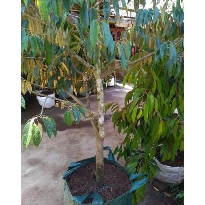 BIBIT POHON BUAH DURIAN MONTONG SUPER JUMBO SAMBUNG PENDEK FRES PREMIUM
