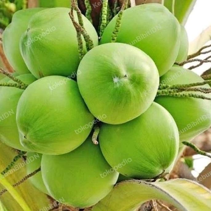 Bibit Buah Kelapa Wulung Genjah Asli | Kelapa Wulung Genjah PREMIUM