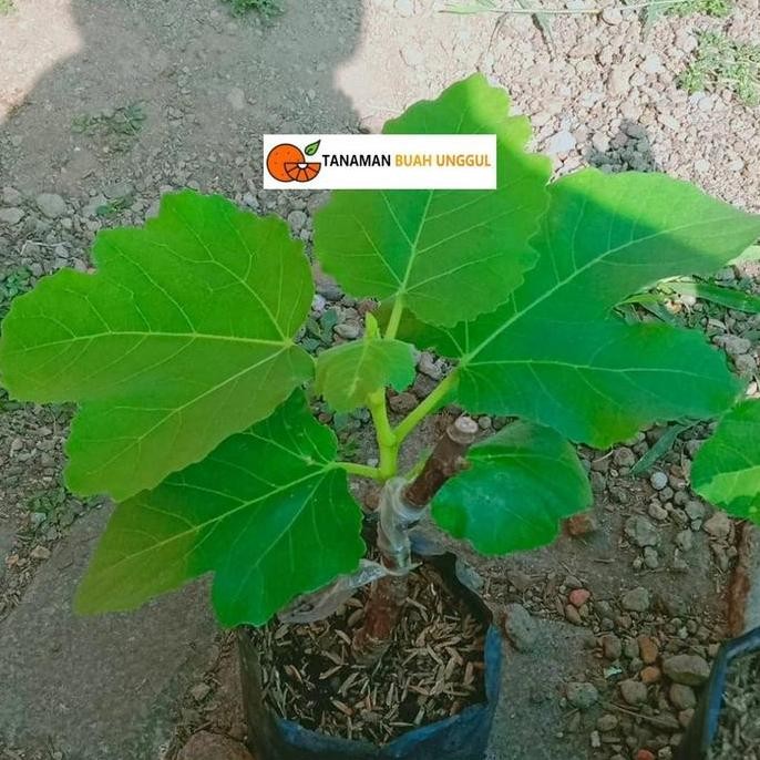 Sale Bibit Buah Tin Bnr / ssote Negra Rimada Super Cangkok PREMIUM