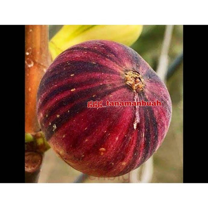 Bibit Buah Tin Bnr ssote Negra Rimada PREMIUM